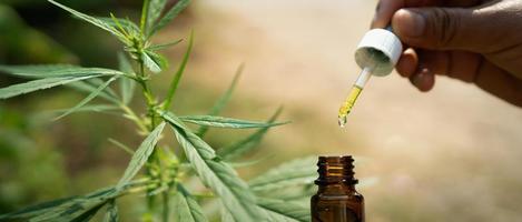 hemp oil dropper with cannabis tree background photo