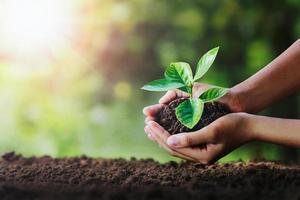hand holding young plant on soil and green nature background. eco concept photo