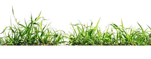 green grass isolate on white background photo