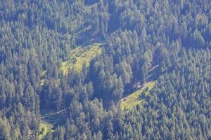 Trees in the forest photo