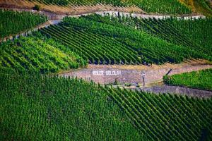 Vineyards near Reil photo