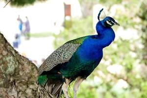 Colourful peacock close up photo