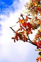hojas de otoño rojas foto