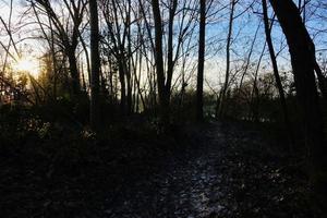 Trees in the forest photo