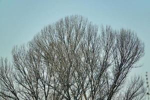 Trees in the forest photo