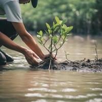 restaurar el línea costera comunidad compromiso en plantando manglares para ambiente conservación y habitat restauracion en tierra día, promoviendo sostenibilidad. tierra día foto