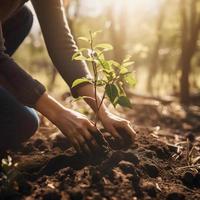 plantando arboles para un sostenible futuro. comunidad jardín y ambiental conservación - promoviendo habitat restauracion y comunidad compromiso en tierra día foto