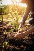 plantando arboles para un sostenible futuro. comunidad jardín y ambiental conservación - promoviendo habitat restauracion y comunidad compromiso en tierra día foto