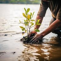 restaurar el línea costera comunidad compromiso en plantando manglares para ambiente conservación y habitat restauracion en tierra día, promoviendo sostenibilidad. tierra día foto