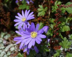 Beautiful blue Anemone Apennina flowers on green grass background close up. photo