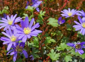 Beautiful blue Anemone Apennina flowers on green grass background close up. photo