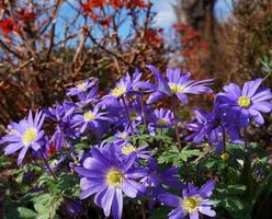 Beautiful blue Anemone Apennina flowers on green grass background close up. photo