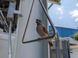 Little bird perch on the handle, singing and take some water. The photo is suitable to use for animal wild life background, spring poster and nature content media.