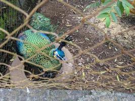 cerca arriba pavo real pájaro en el mini zoo semarang central Java. el foto es adecuado a utilizar para naturaleza animal fondo, zoo póster y publicidad.