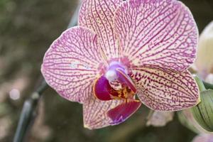 cerca arriba blanco púrpura orquídea flor florecer en el flor jardín. el foto es adecuado a utilizar para naturaleza antecedentes flor póster y botánico contenido medios de comunicación.