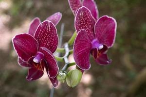 Close up photo of violet orchid flower when blossom on the flower garden. The photo is suitable to use for nature background flower poster and botanical content media.