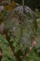 Close up photo of hole on the green leaf when rainy season. Photo is suitable to use for nature background, botanical poster and nature content media.
