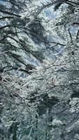 The frozen winter view with the forest and trees covered by the ice and white snow photo