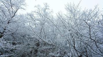 The frozen winter view with the forest and trees covered by the ice and white snow photo