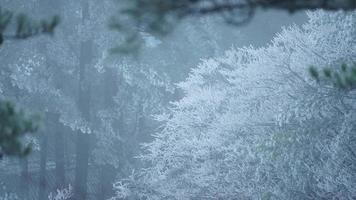 The frozen winter view with the forest and trees covered by the ice and white snow photo