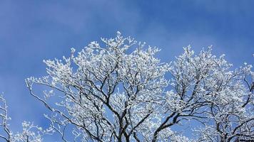 The frozen winter view with the forest and trees covered by the ice and white snow photo