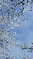 The frozen winter view with the forest and trees covered by the ice and white snow photo