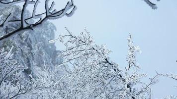 The frozen winter view with the forest and trees covered by the ice and white snow photo