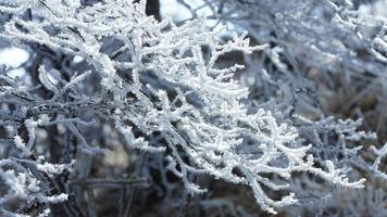 The frozen winter view with the forest and trees covered by the ice and white snow photo