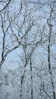 The frozen winter view with the forest and trees covered by the ice and white snow photo