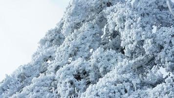 The frozen winter view with the forest and trees covered by the ice and white snow photo