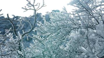 The frozen winter view with the forest and trees covered by the ice and white snow photo