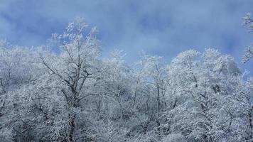 The frozen winter view with the forest and trees covered by the ice and white snow photo