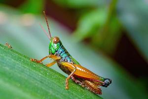 close up macro rainbow grasshopper with baby grasshopper on green leaf photo