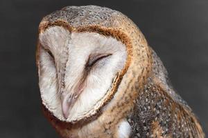 close-up cute face of a barn owl bird photo