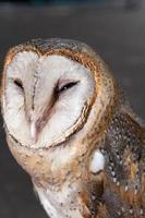 close-up cute face of a barn owl bird photo