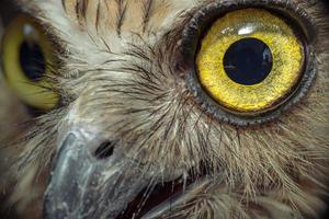 close up eyes of owl bird photo
