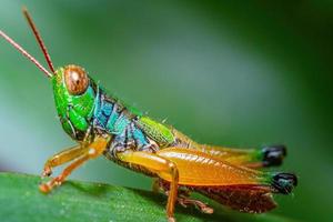 close up macro rainbow grasshopper on green leaf photo