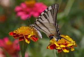 cola de golondrina mariposa sentado en maravilla flor foto