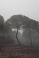 bosque con niebla y nostalgia foto