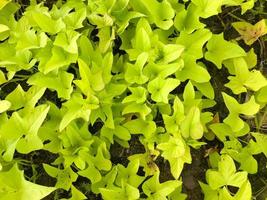 Green sweet potato leaves in growth at field photo