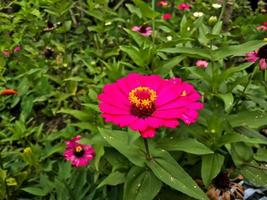 Flowers Red zinnia elegans. Color nature background. photo