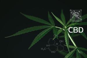 CBD Chemical Formula, Beautiful background of green cannabis flowers A place for copy space, dispensary business. cannabinoids and health, Hemp industry, green leaf pattern background. photo