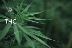 THC formula, Tetrahydrocannabinol. CBD and THC elements in Cannabis, Growing Marijuana, medical marijuana, dispensary business. cannabinoids and health, Hemp industry, green leaf pattern background. photo