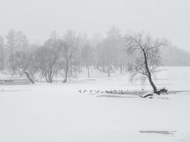 Blizzard in the winter park. Minimalistic winter landscape. photo