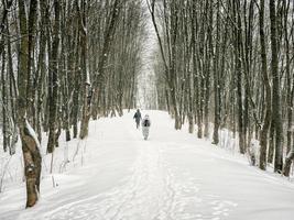 An alley in a snow-covered winter forest with people walking into the distance. Winter natural background. photo