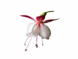 Isolated beautiful bunch of a blooming pink and white fuchsia flower, close up photo
