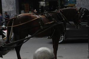 Delman's horse on the street photo