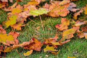 yellow, golden, brown autumn leaves lying on green grass on a warm sunny day photo