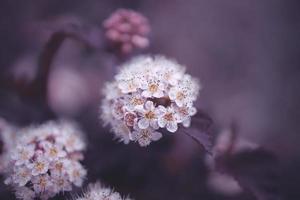 bright creamy flower on a background of purple leaves of a bush in close-up photo