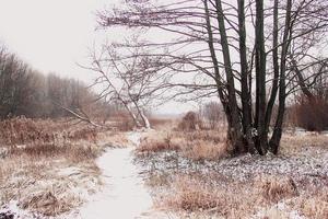 winter frosty snowy field path between trees photo